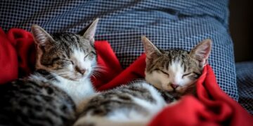 Radom: Niewiarygodne! Właściciel zamknął w mieszkaniu sześć kotów – zwierzęta zmarły z wygłodzenia!