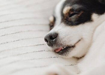 Radom: Jest areszt dla mężczyzny, który wyrzucił psa z drugiego piętra