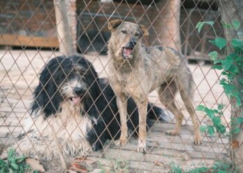 Szydłowiec: Złodzieje bez serca – ukradli karmę bezdomniaków!
