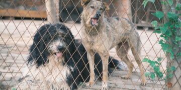 Szydłowiec: Złodzieje bez serca – ukradli karmę bezdomniaków!