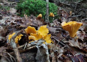 Radomskie: Grzyby na widnokręgu