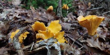 Radomskie: Grzyby na widnokręgu