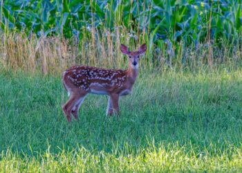Powiat kozienicki: Sarna wybiegła pod osobówkę – motocyklista w szpitalu