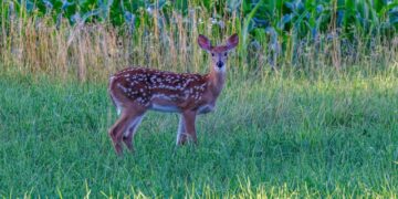 Powiat kozienicki: Sarna wybiegła pod osobówkę – motocyklista w szpitalu