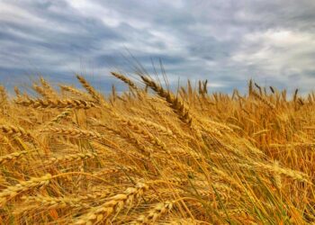 Kozienice zapraszają na gminne Dożynki!