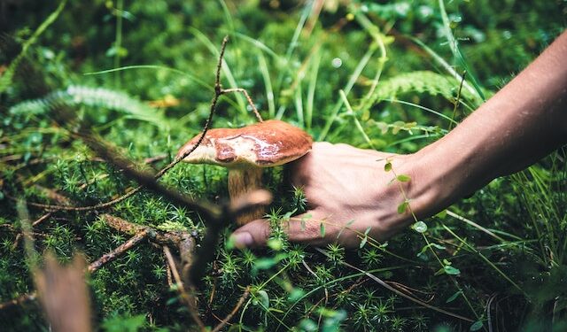 Region radomski: Sezon na… zagubionych w lasach