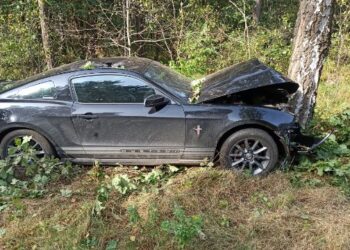 Powiat radomski: Mustang na drzewie – ranna 22-latka