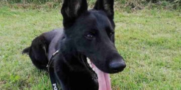 Powiat szydłowiecki: Seniorka zgubiła się na grzybobraniu