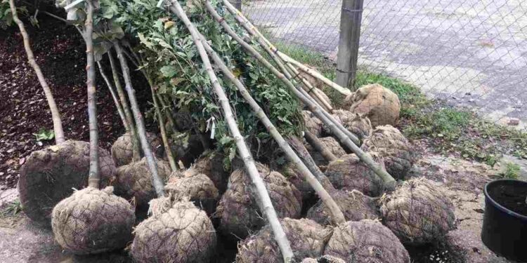 Radom: Przyroda miejska