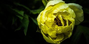 Powiat szydłowiecki: Przyrodnik kaukaski