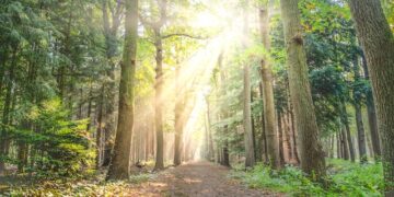 Radom / Z kraju: Milion sadzonek do rozdania