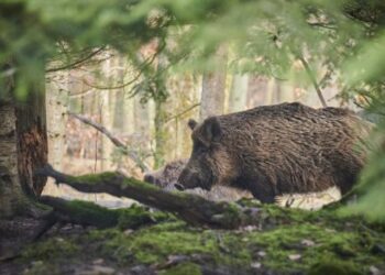 Powiat radomski: ASF